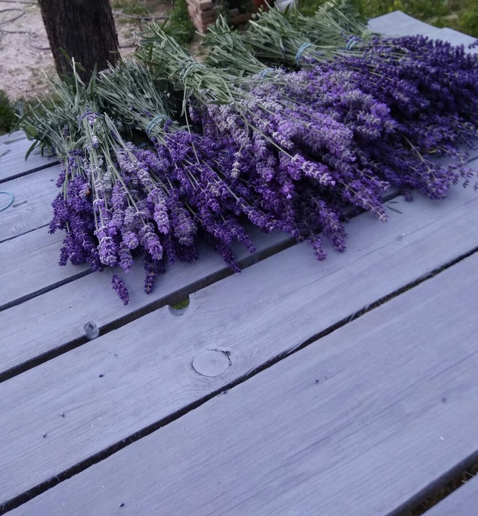 Levendula ( Lavandula )