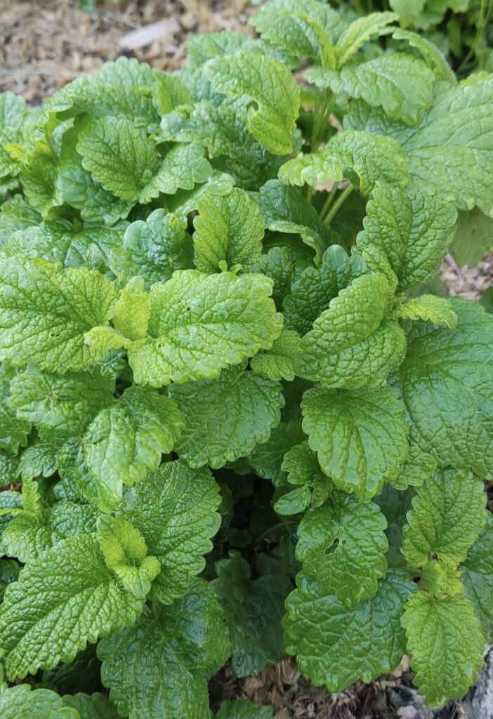 Citromfű - Melissa officinalis