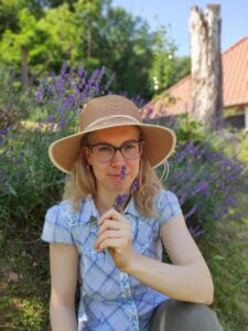 Lavandula angustifolia begyűjtése