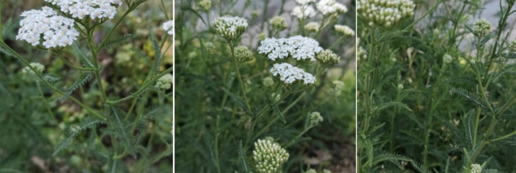 Mezei cickafark - latin nevén Achillea collina